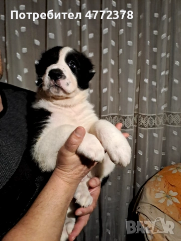 Кучета алабай, снимка 4 - Алабай - 53922033