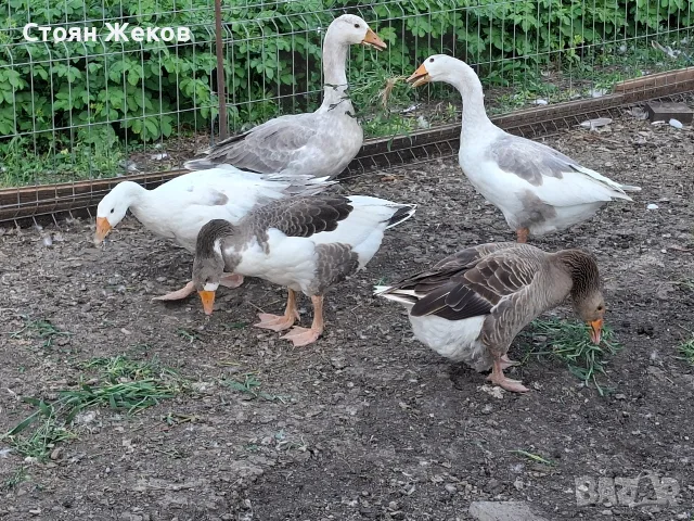 продавам гъски.., снимка 2 - Патици и гъски - 56458576