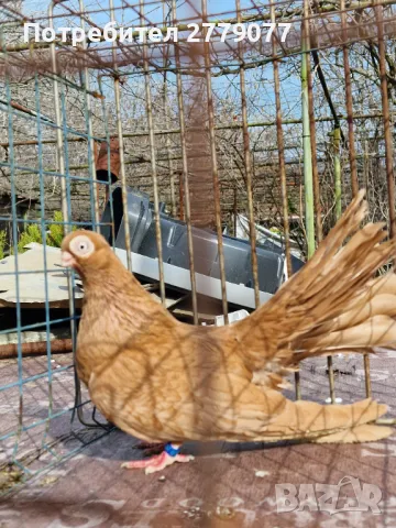 Варненски и плевенски гълъби, снимка 2 - Гълъби - 42824913