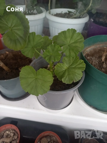 Мушкато , снимка 14 - Градински цветя и растения - 53679174