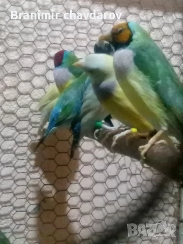 продавам амадини , снимка 5 - Амадини - 51182745