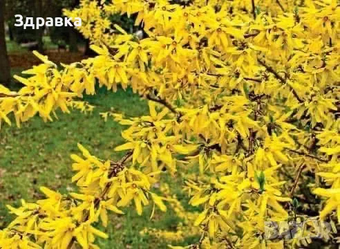 Форзиция , снимка 2 - Разсади - 49844694