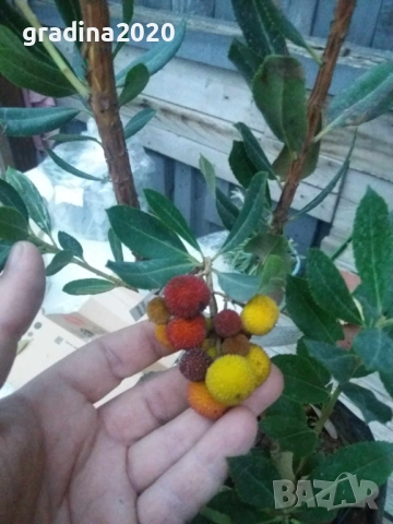 Ягодово дърво - Арбутус, снимка 7 - Градински цветя и растения - 27448713