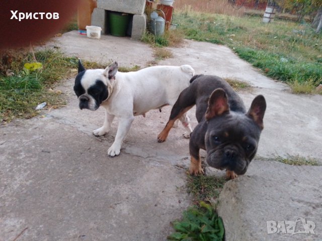 Мъжки френски булдоци за разплод, снимка 7 - Френски булдог - 38870118