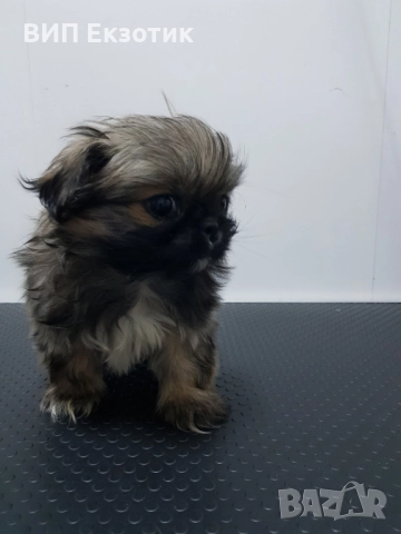 ПРОДАВА ПЕКИНЕЗИ