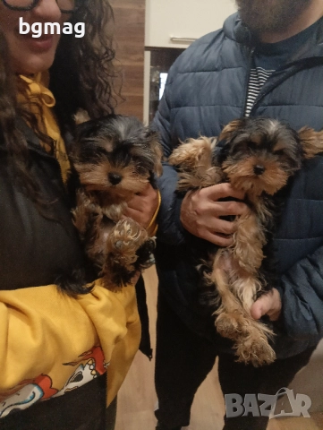 Йоркширски териер мини йорки.