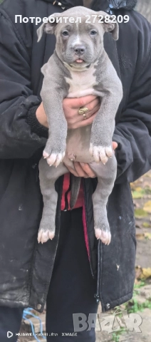 Американско Були Хл/American Bully XL , снимка 14 - Питбул - 52325603