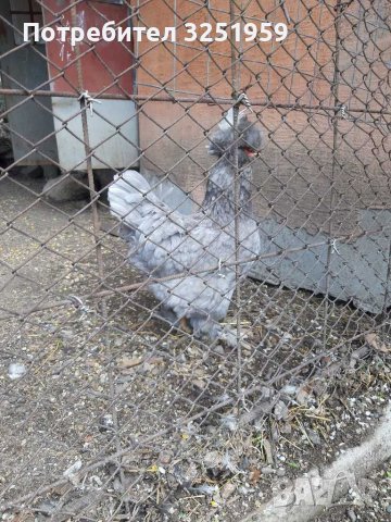 Колумбийска брама ,струмски стандарт, мини кохин,испенч и пилета, снимка 9 - други­ - 36961467