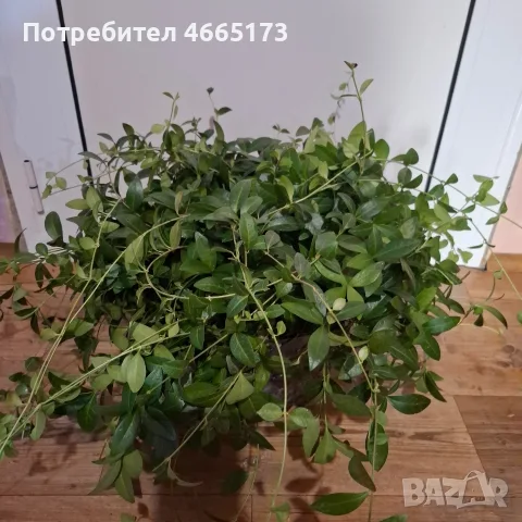 Градинска Винка Минор , снимка 10 - Градински цветя и растения - 54059975
