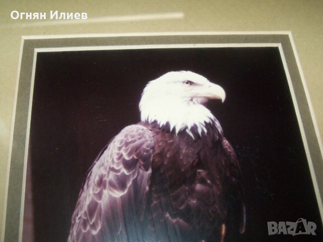 Подписана рамкирана художествена фотография на белоглав орел, снимка 4 - Картини - 29708599