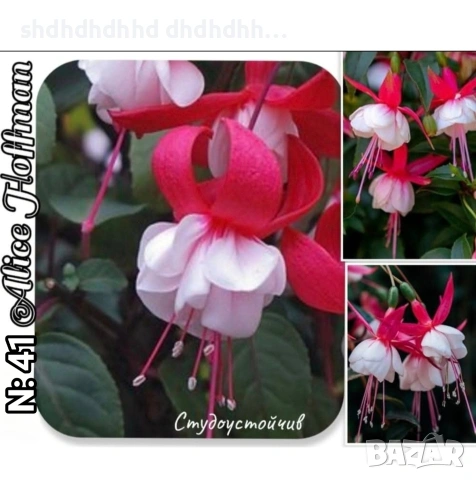 Фуксия студоустойчива градинска и Каскадна едроцветна фуксия , снимка 15 - Градински цветя и растения - 54231805