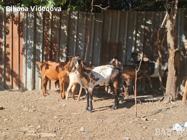Продавам кози и ярета , снимка 8 - Кози - 55992255