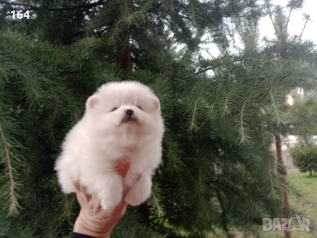 Померани. Реални снимки от 05.01.26 г. , снимка 2 - Померан - 52926285