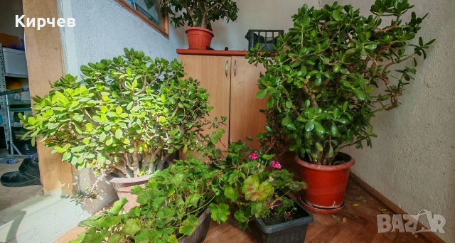 Дървото на живота (3 броя )