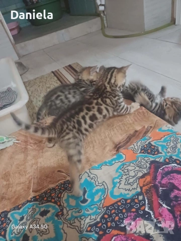 Бенгалски котенца – чистокръвни