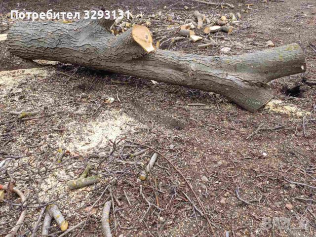 Дървен материал орех / Ствол от орех / Дънер орех / Орехова дървесина, снимка 1 - Дърва за огрев - 44349414