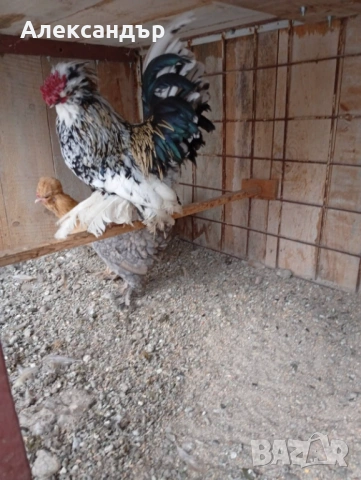 Струмски Бантам, снимка 4 - Кокошки и пуйки - 53229659
