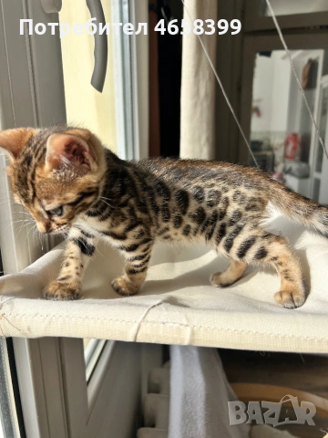 Бенгалска котка, снимка 4 - Бенгалски - 53904803