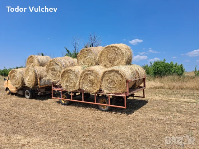 Люцерна, снимка 2 - Крави - 51362756