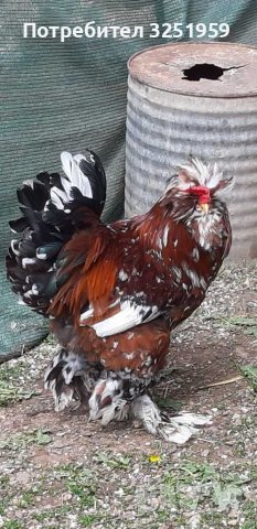 Колумбийска брама ,струмски стандарт, мини кохин,испенч и пилета, снимка 10 - други­ - 36961467