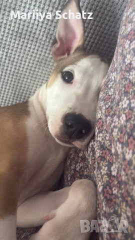 Подарявам бебе Питбул