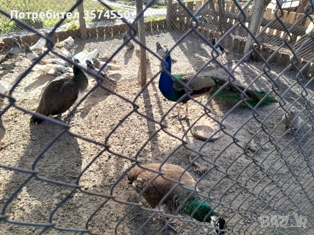 Продавам Пауни