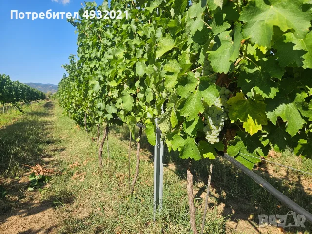 Продавам грозде, снимка 3 - Сортови семена и луковици - 55837485
