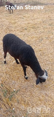 Продавам КОЧОВЕте , снимка 3 - Овце - 51707198