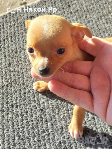 момиченце мини пинчер , снимка 4 - Пинчер - 53119957