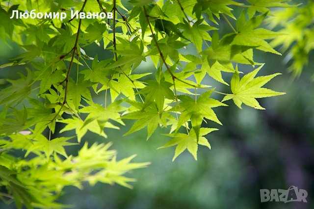 Семена от широколистни видове - Дъб Скоруша Бук Габър Еводия Албиция Пекан Лимон Глог Рожков, снимка 16 - Сортови семена и луковици - 27354748
