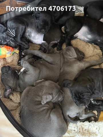 Кане Корсо / Cane Corso, снимка 7 - Кане корсо - 53065228