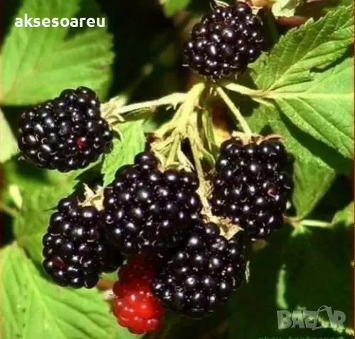 Висококачествени нови семена от хранителна Къпина без бодли Rubus rusticanus 50+ семена антиоксидант, снимка 9 - Сортови семена и луковици - 49258762