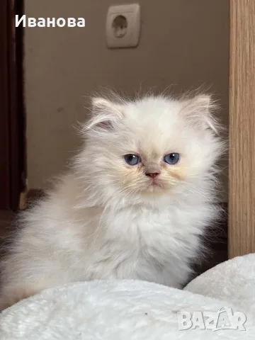 Персийско коте. , снимка 8 - Персийска - 56153471
