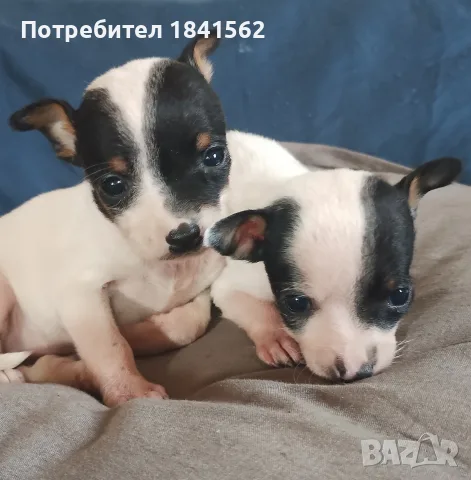 Продават се пинчери , снимка 7 - Пинчер - 56336948