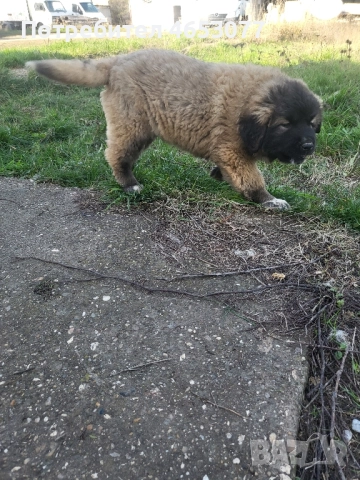 Женска кавказка овчарка , снимка 2 - Кавказка овчарка - 52436129