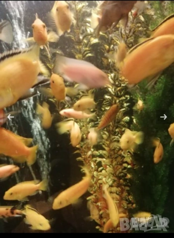 Продавам растения Пистия и други, снимка 6 - Други - 53020473