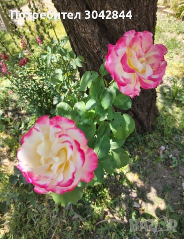 Продавам резници от различни видове рози., снимка 5 - Стайни растения - 52050658