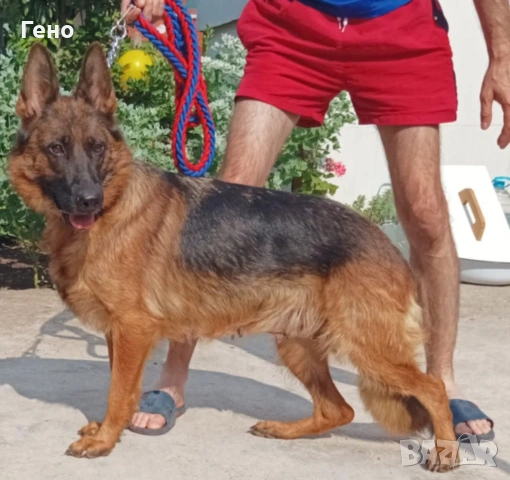 Продавам НОК, снимка 3 - Немска овчарка - 53309940