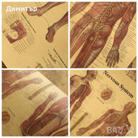 Постер постери плакат Нервна система 42/29см., снимка 2 - Декорация за дома - 39939346