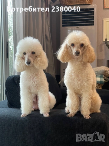 Мини пудели, женски, снимка 4 - Пудели - 53940833