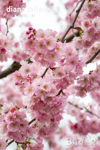 Японска Вишна, Prunus Accolade