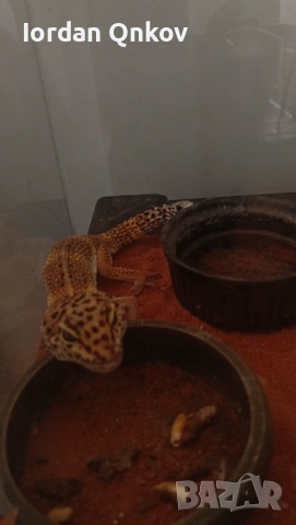 Продавам гекон, снимка 2 - Гекон - 53121021