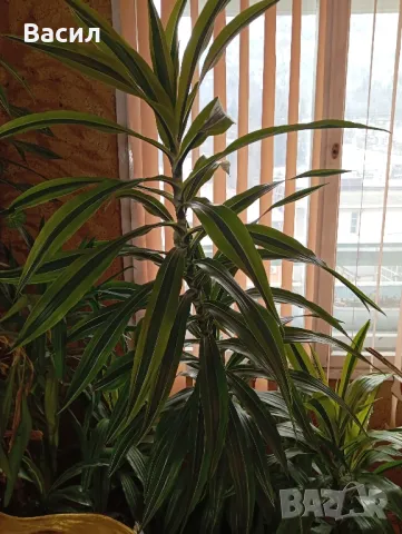 Декоративни цветя . Екзотични.Песента на Индия , снимка 4 - Декорация за дома - 48958050