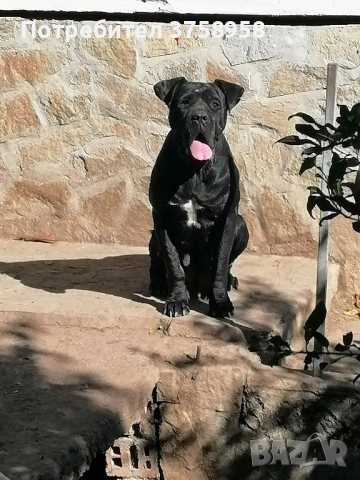 продавам женска кане корсо , снимка 2 - Кане корсо - 52130922