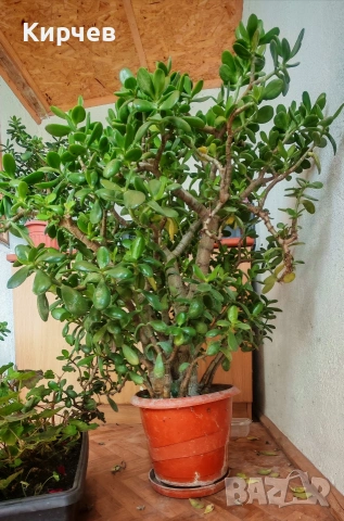 Дървото на живота (3 броя ), снимка 2 - Стайни растения - 26160032