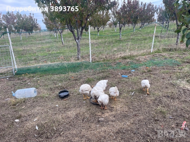 Продавам селски пуйки и кокошки бройлери за клане, снимка 2 - Кокошки и пуйки - 52646192