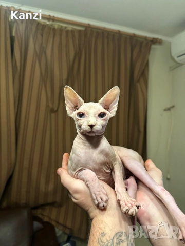 Сфинкс Sphynx, снимка 8 - Сфинксове - 52901293