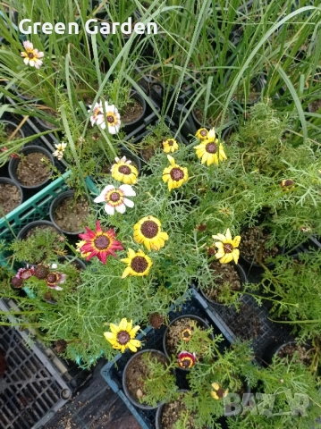 Харизантема - Карината, снимка 3 - Градински цветя и растения - 52363474