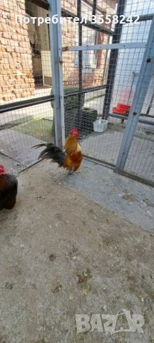 Малай серама, снимка 7 - Кокошки и пуйки - 52774584