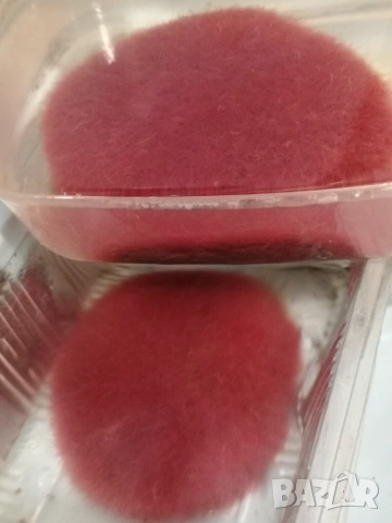 Продавам жива храна за рибки Тубифекс 